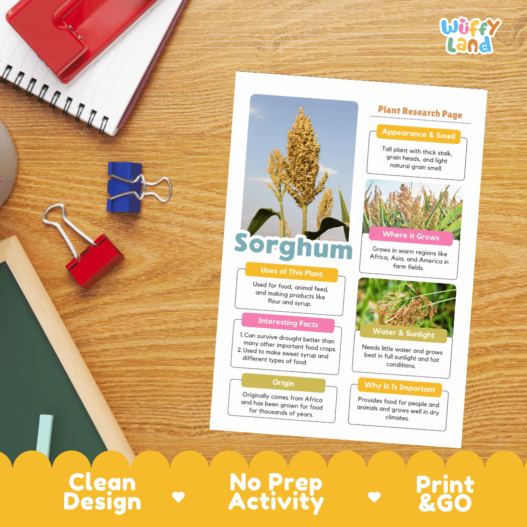 Sorghum Plant Research Page Worksheets and Fact Sheet