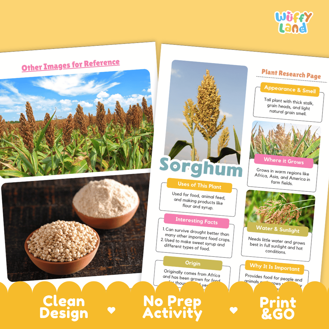 Sorghum Plant Research Page Worksheets and Fact Sheet