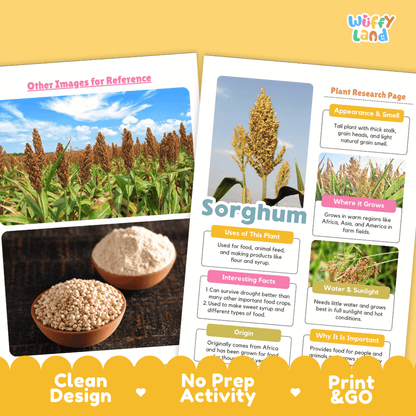 Sorghum Plant Research Page Worksheets and Fact Sheet