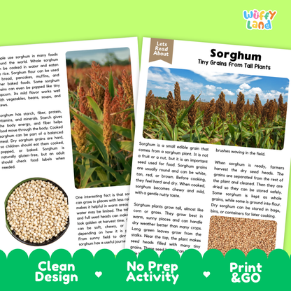 Sorghum Reading Passage and Comprehension Questions Worksheets with Answer Key