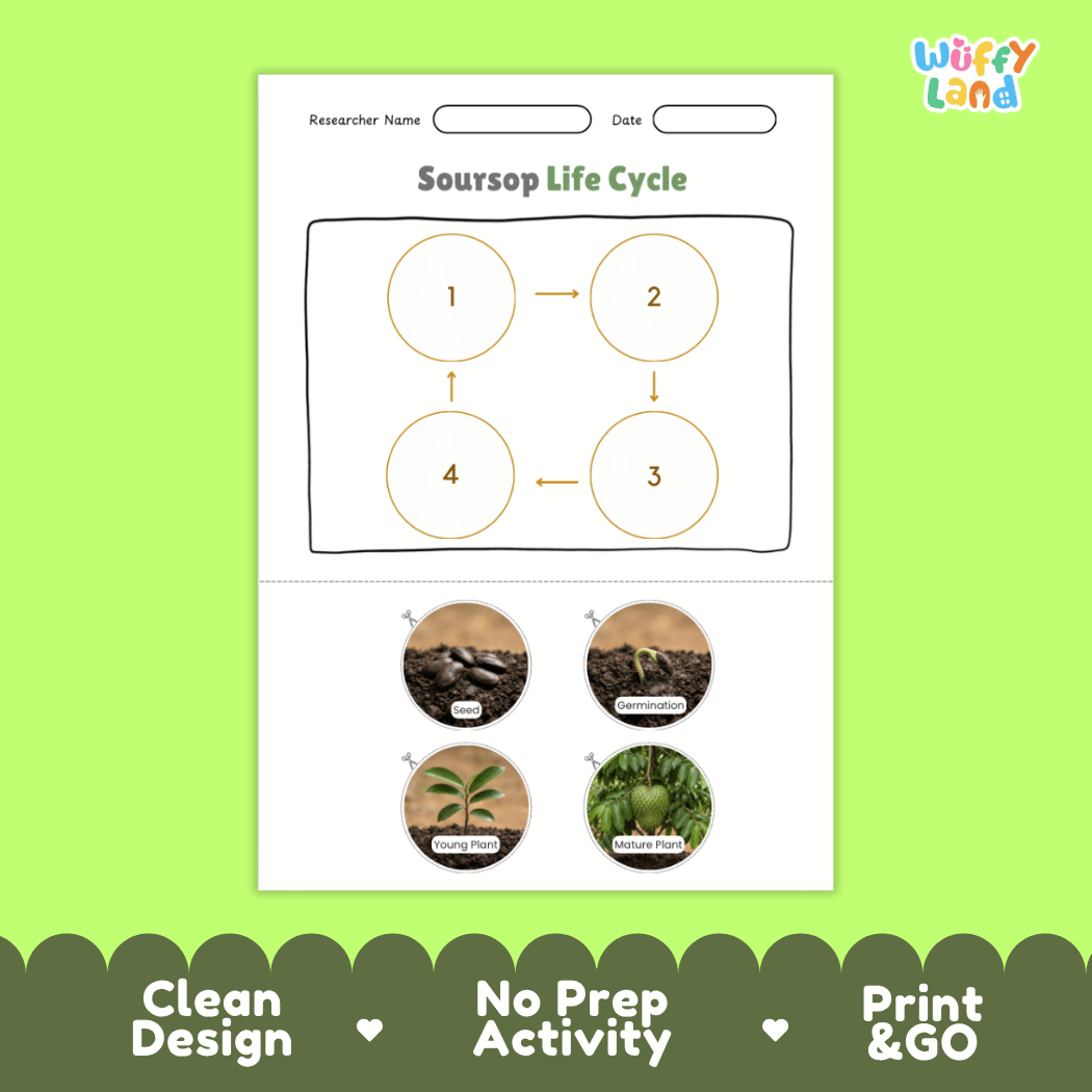 Educational reference chart poster showing the 4 stages of the soursop life cycle from seed and germination to young seedling and mature fruit-bearing tree