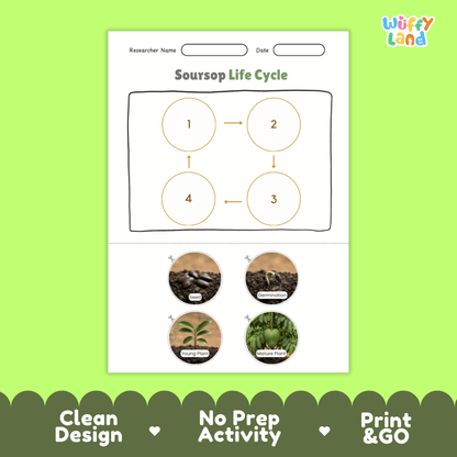 Educational reference chart poster showing the 4 stages of the soursop life cycle from seed and germination to young seedling and mature fruit-bearing tree