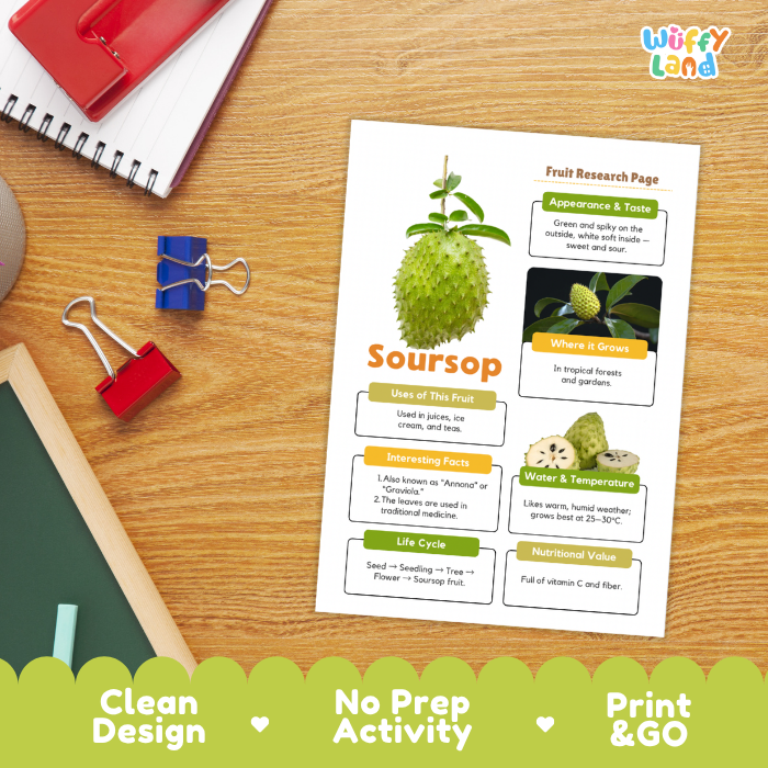 A printed fruit research page about a soursop fruit lies on a wooden desk, surrounded by school supplies including a spiral notebook, binder clips, and a pencil. The page has colorful text boxes, a photo of a green soursop fruit, and a green header.