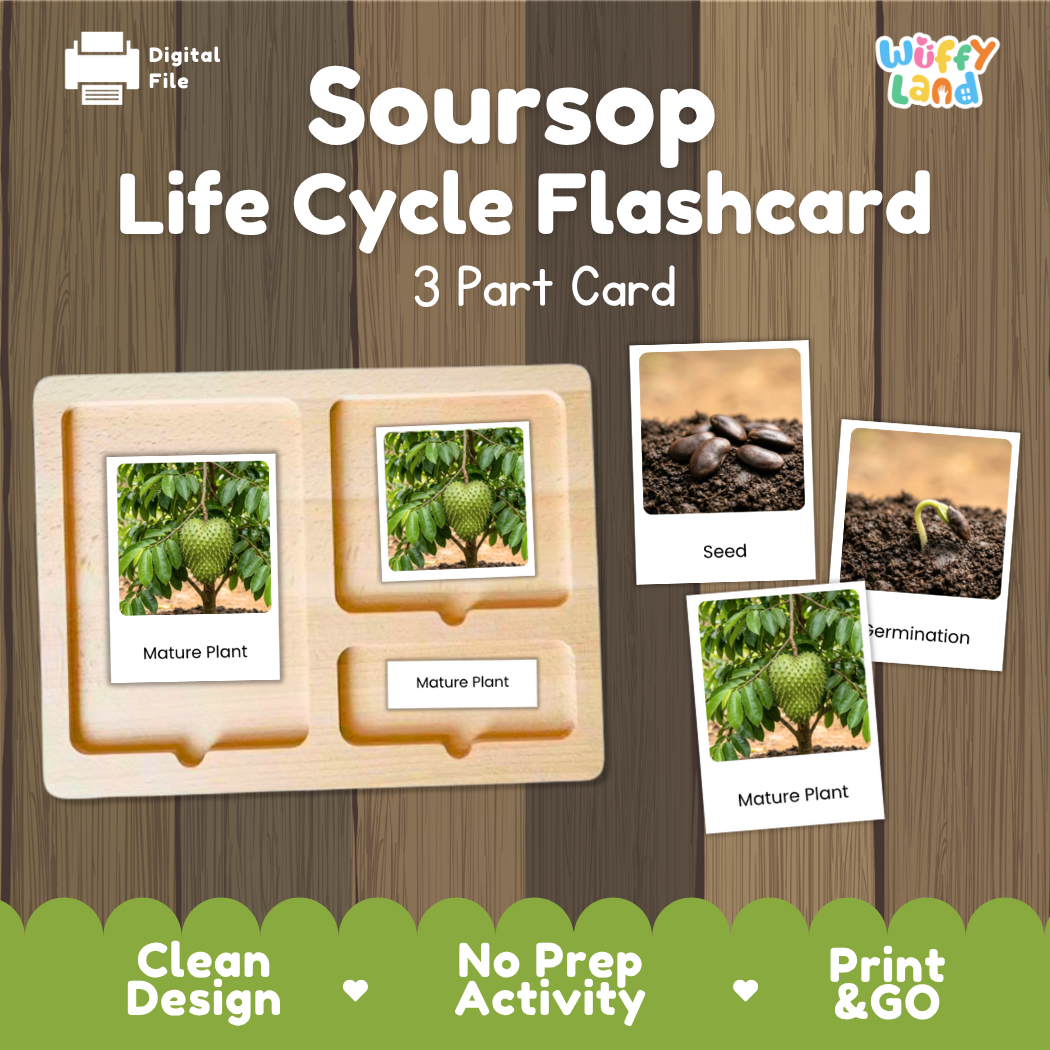 Soursop Life Cycle Flashcard set by Wiffy Land, featuring a 3-part wooden card tray with photos of soursop plant stages (seed, germination, mature plant) on a wood-grain background.