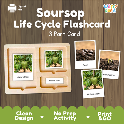 Soursop Life Cycle Flashcard set by Wiffy Land, featuring a 3-part wooden card tray with photos of soursop plant stages (seed, germination, mature plant) on a wood-grain background.