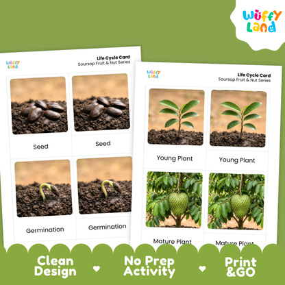 Two printed life cycle cards for soursoap fruit and nut series shown on a green background. The cards show labeled photos of seeds, germination, young plant, and mature plant stages.