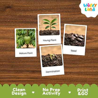 Four labeled photo cards showing plant growth stages—Mature Plant, Young Plant, Seed, and Germination—arranged on a wood surface. The cards have white borders and the brand name Wuffi Land appears in the top right.