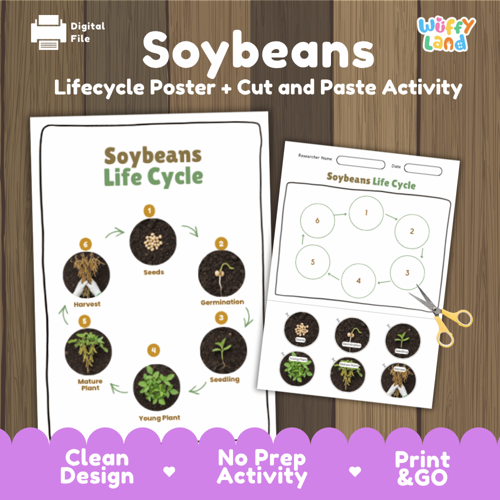 Soybeans Lifecycle Poster and Cut and Paste Activity Worksheets | Plant Science Printables