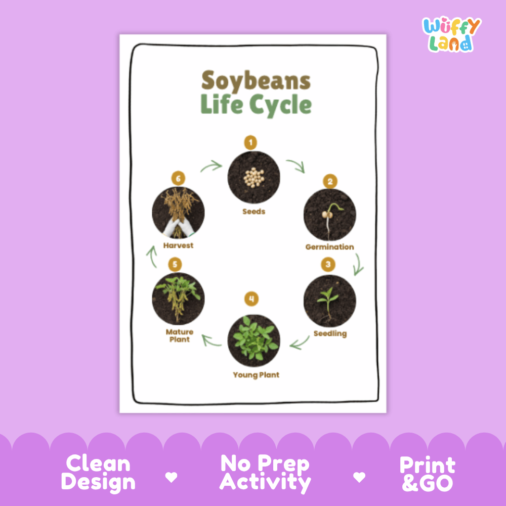 Soybeans Lifecycle Poster and Cut and Paste Activity Worksheets | Plant Science Printables
