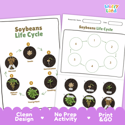 Soybeans Lifecycle Poster and Cut and Paste Activity Worksheets | Plant Science Printables