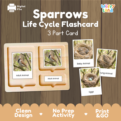 Sparrows Life Cycle Flashcard set by Wiffy Land, featuring a wooden 3-part card tray and sample flashcards showing baby animal, hatched animal, and eggs on a wood-grain background.