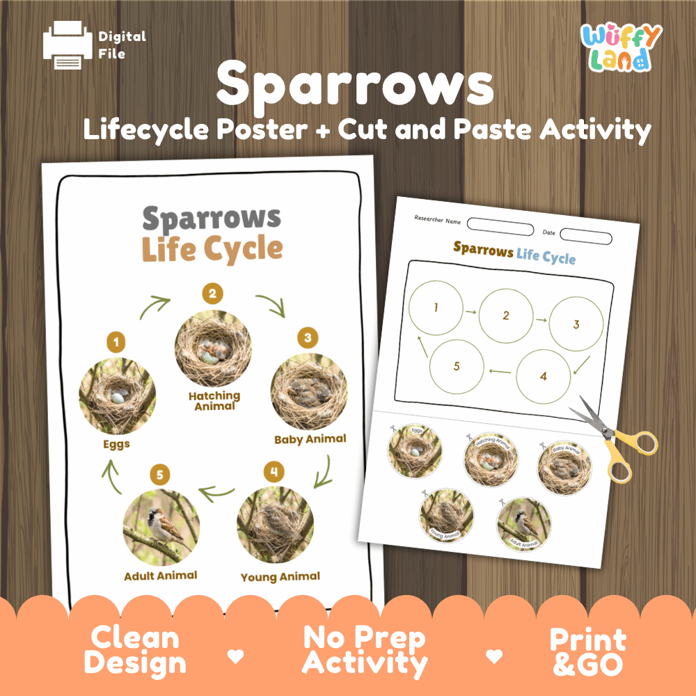 Sparrows Life Cycle Poster and Cut and Paste Worksheet Activity