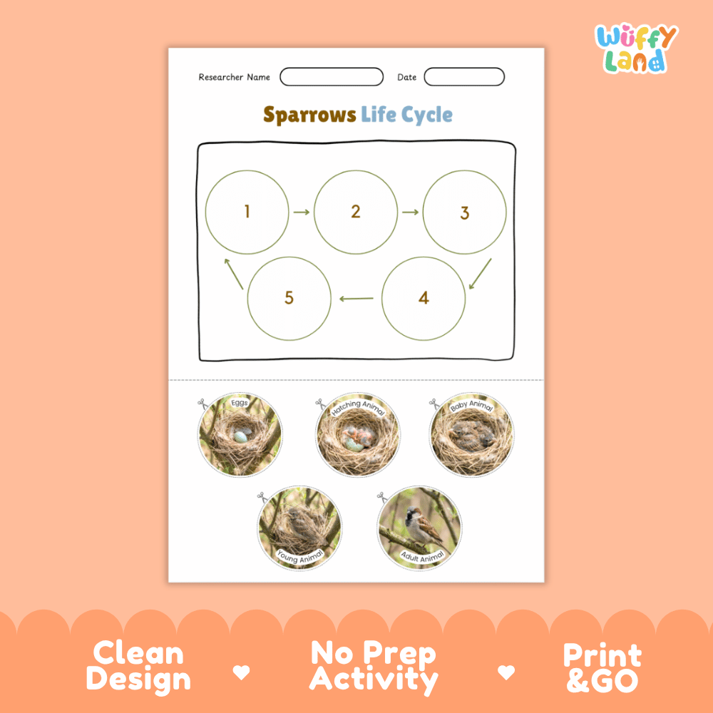 Sparrows Life Cycle Poster and Cut and Paste Worksheet Activity
