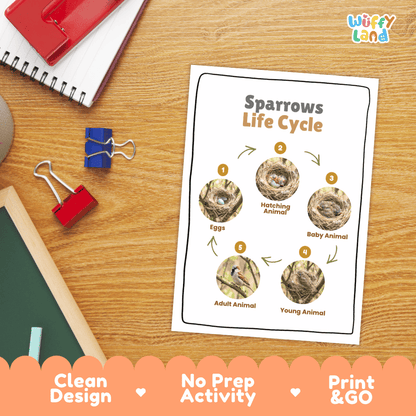 Sparrows Life Cycle Poster and Cut and Paste Worksheet Activity