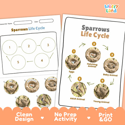 Sparrows Life Cycle Poster and Cut and Paste Worksheet Activity