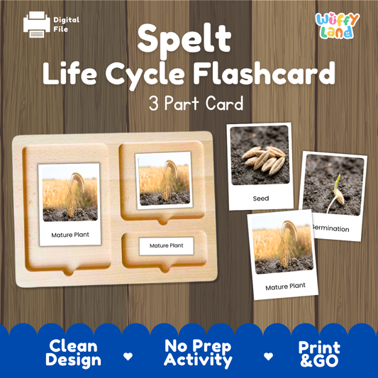 Spelt Life Cycle Flashcard 3 Part Card Science Printable Activity
