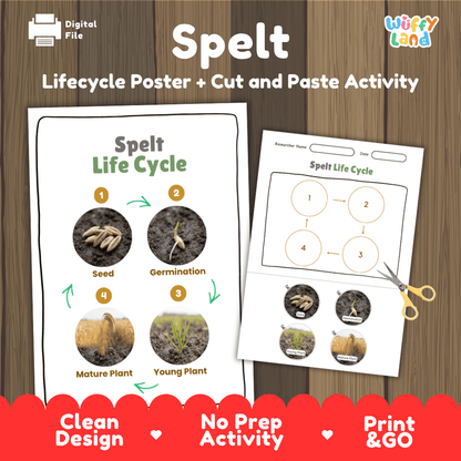 Spelt Life Cycle Poster and Cut and Paste Worksheet Activity