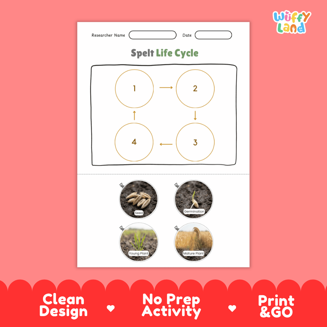 Spelt Life Cycle Poster and Cut and Paste Worksheet Activity