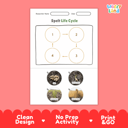 Spelt Life Cycle Poster and Cut and Paste Worksheet Activity