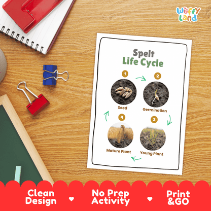 Spelt Life Cycle Poster and Cut and Paste Worksheet Activity