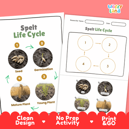 Spelt Life Cycle Poster and Cut and Paste Worksheet Activity