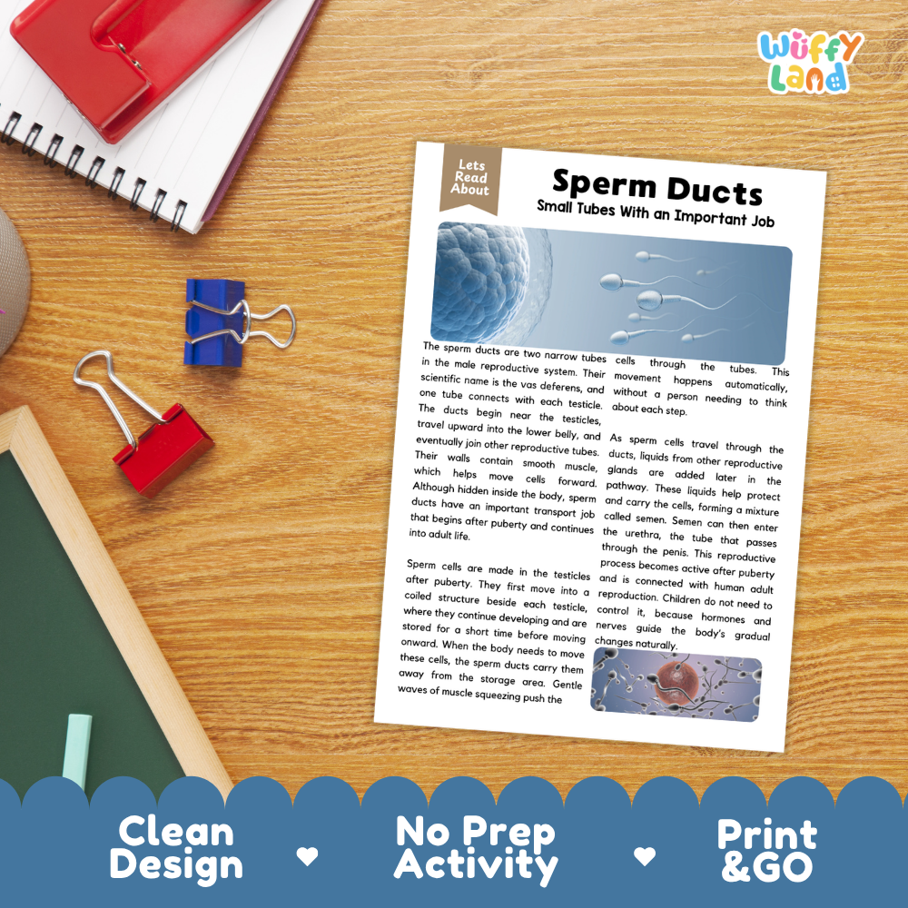 Student reading comprehension worksheet with short-answer questions and lined sections about human sperm ducts