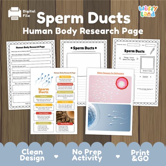 Sperm Ducts Human Body Research Page Worksheets and Reference Sheets