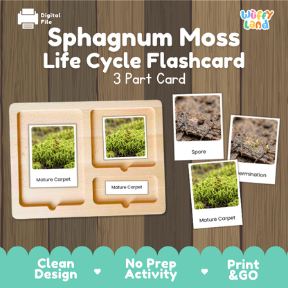 Sphagnum Moss Life Cycle Flashcard 3 Part Card Montessori Science Printable