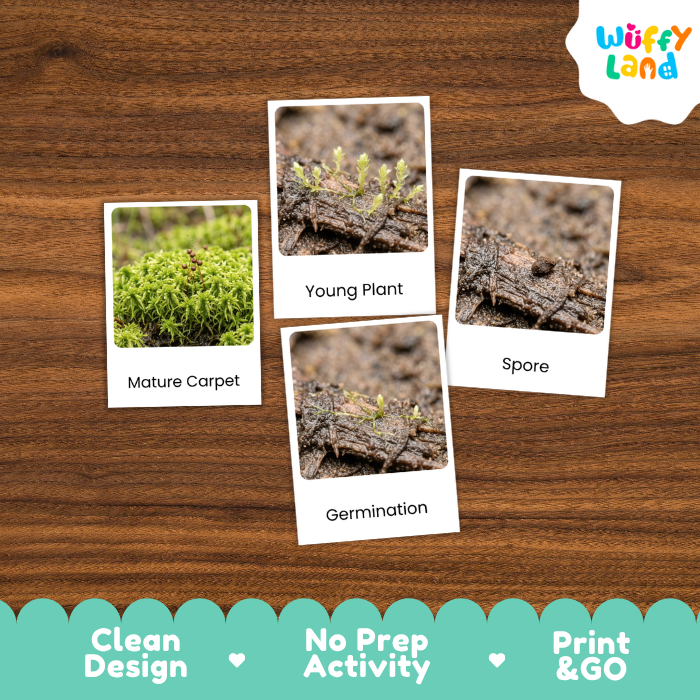 Sphagnum Moss Life Cycle Flashcard 3 Part Card Montessori Science Printable