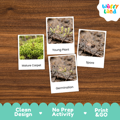 Sphagnum Moss Life Cycle Flashcard 3 Part Card Montessori Science Printable