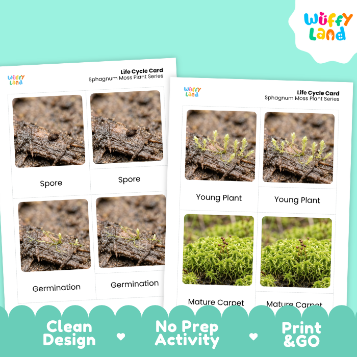 Sphagnum Moss Life Cycle Flashcard 3 Part Card Montessori Science Printable