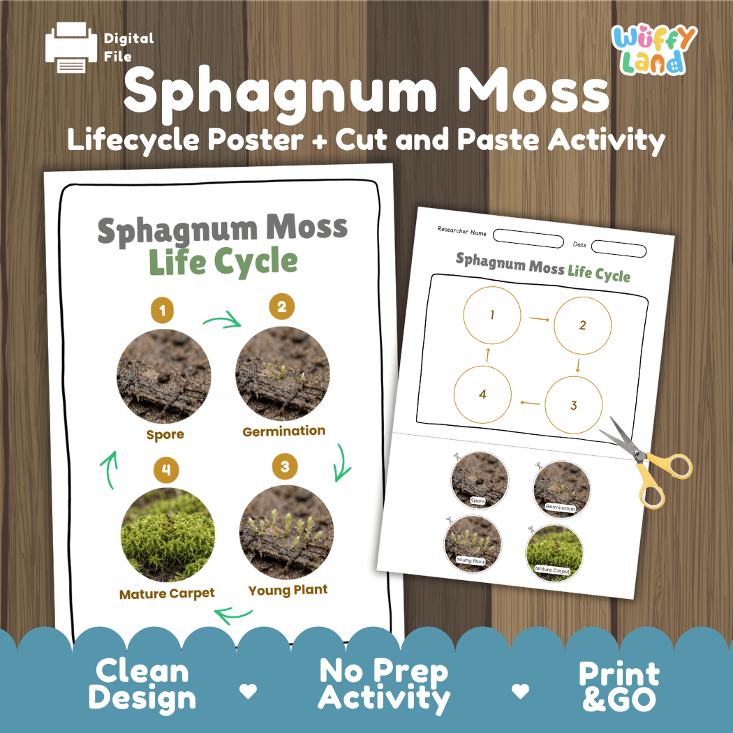 Sphagnum Moss Life Cycle Poster and Cut and Paste Activity Worksheets