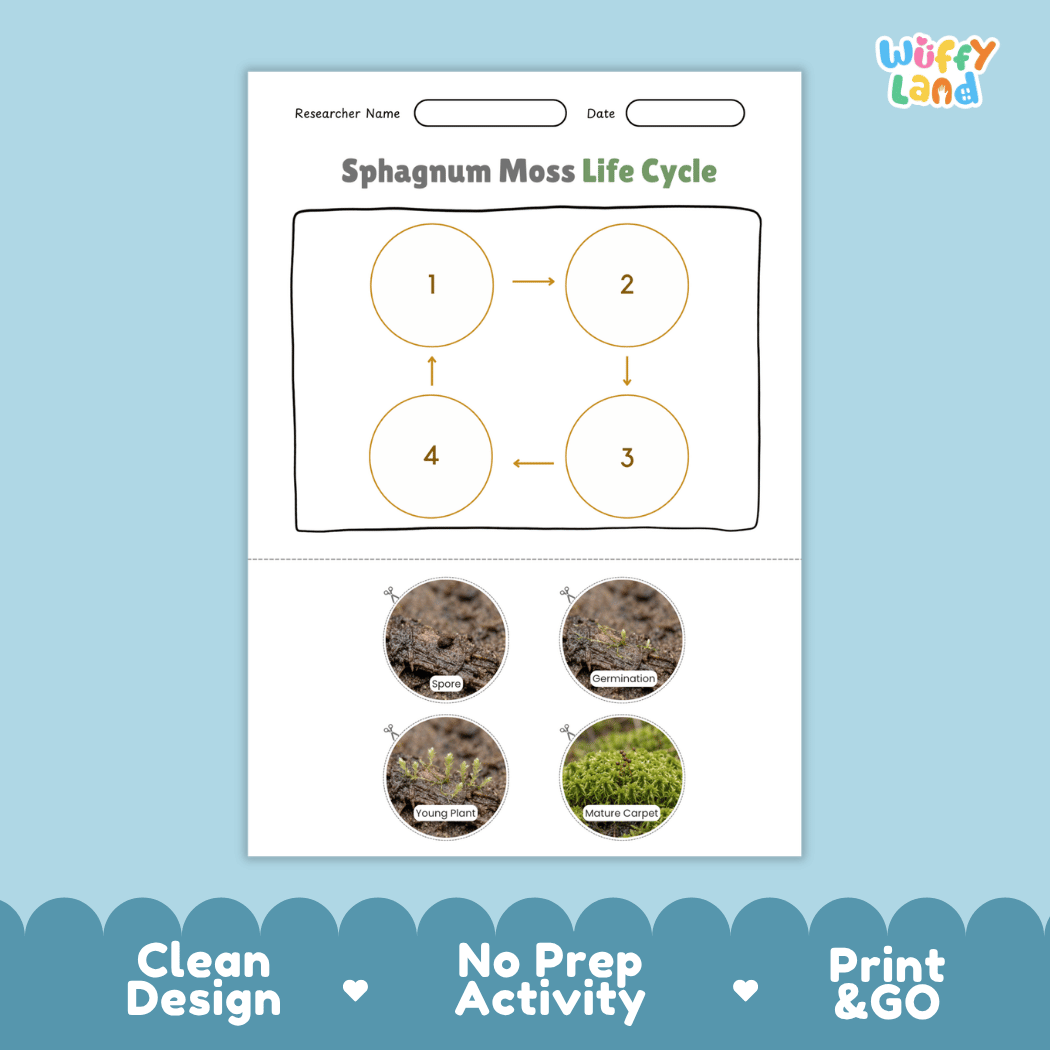 Sphagnum Moss Life Cycle Poster and Cut and Paste Activity Worksheets