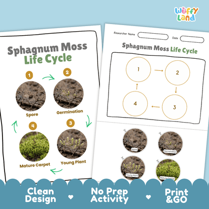 Sphagnum Moss Life Cycle Poster and Cut and Paste Activity Worksheets