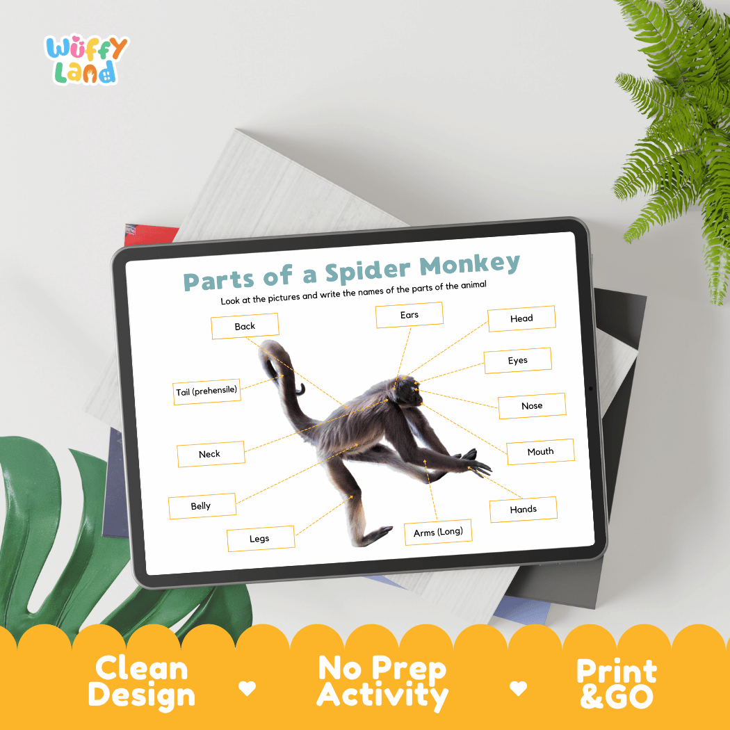Hands-on spider monkey anatomy cut and paste worksheet with printable word tags, callout pointer lines, and scissors graphic
