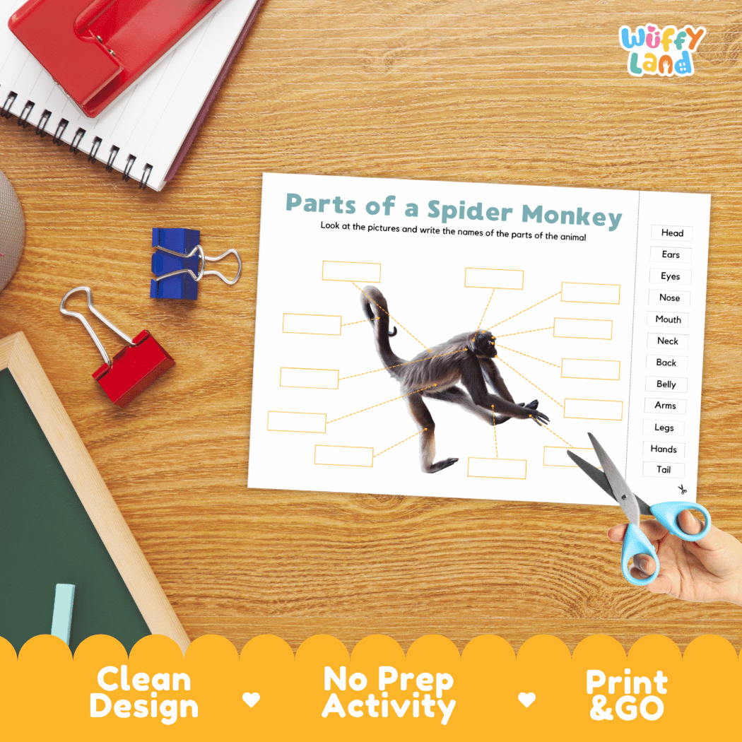 Differentiated spider monkey body parts labeling worksheets featuring fill-in write-in boxes and vocabulary word bank