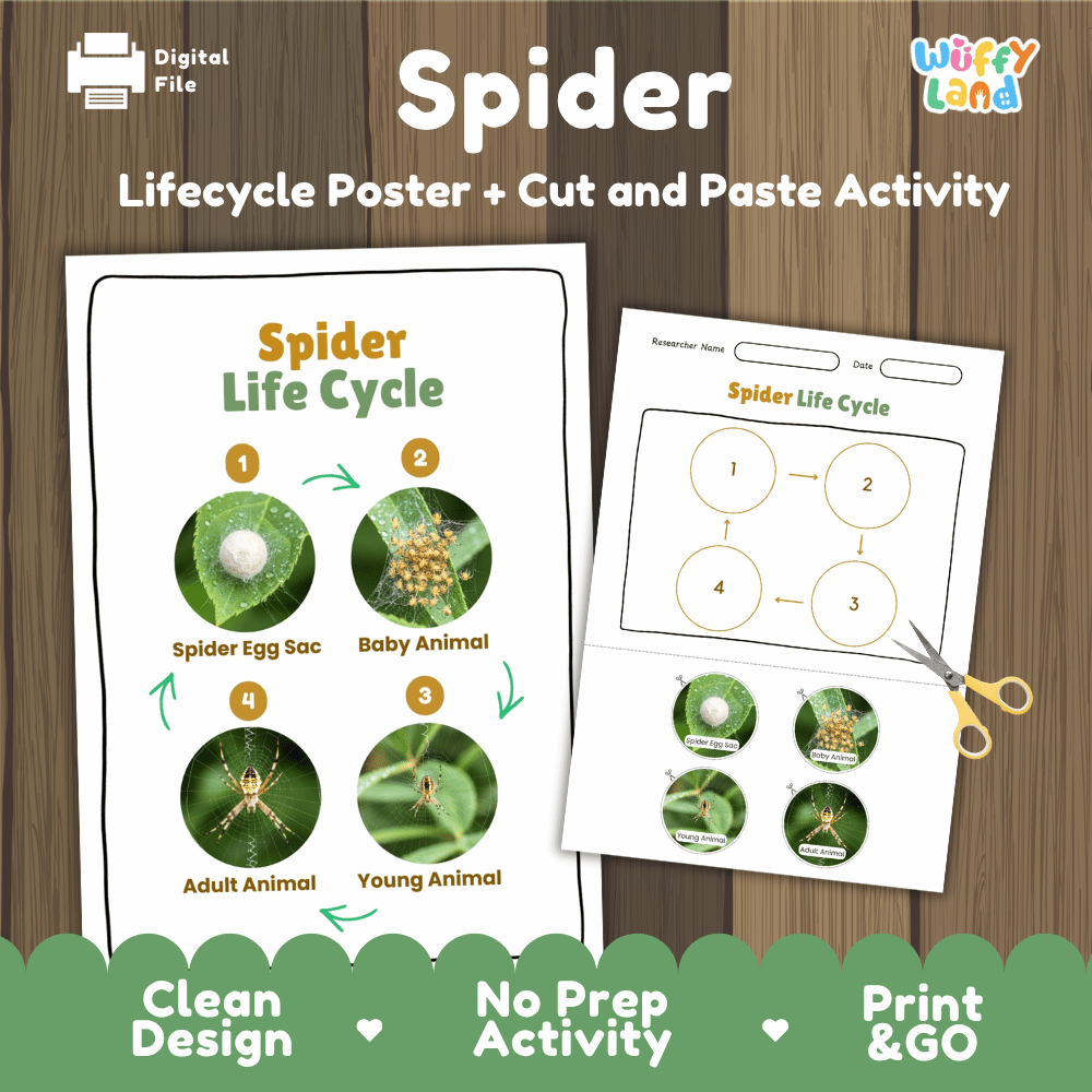 Spider Life Cycle Poster and Cut and Paste Activity Worksheets
