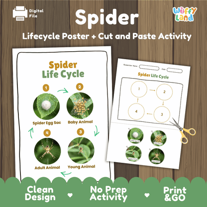 Spider Life Cycle Poster and Cut and Paste Activity Worksheets
