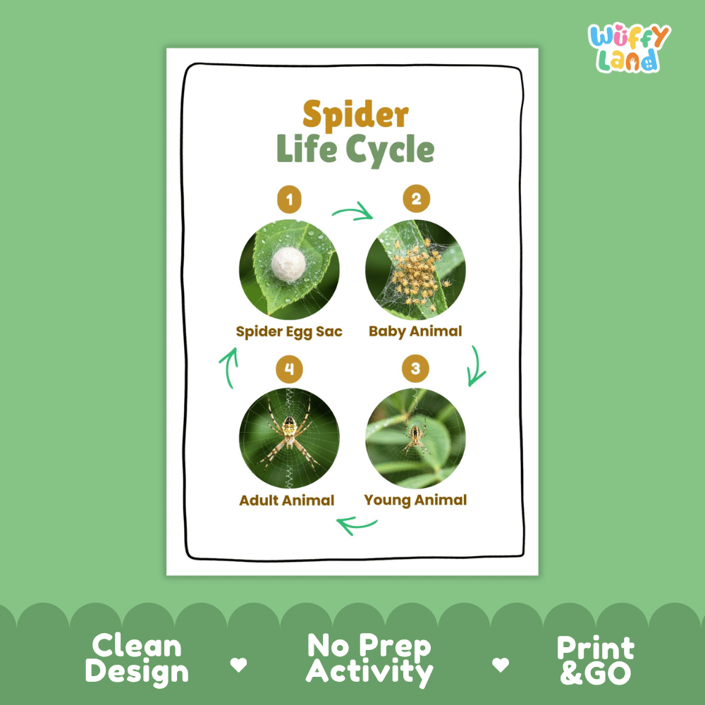 Spider Life Cycle Poster and Cut and Paste Activity Worksheets