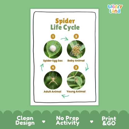 Spider Life Cycle Poster and Cut and Paste Activity Worksheets