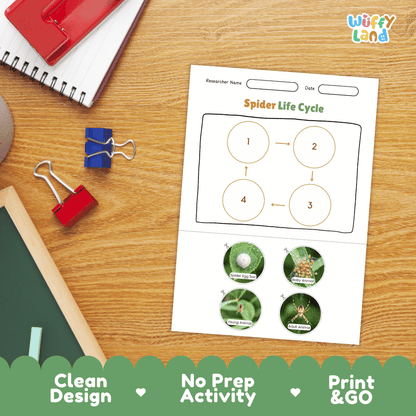 Spider Life Cycle Poster and Cut and Paste Activity Worksheets