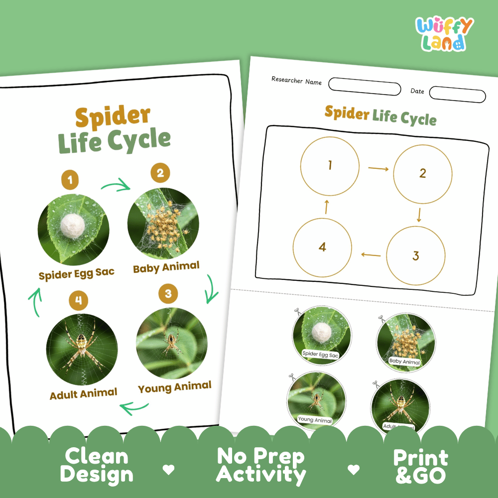 Spider Life Cycle Poster and Cut and Paste Activity Worksheets