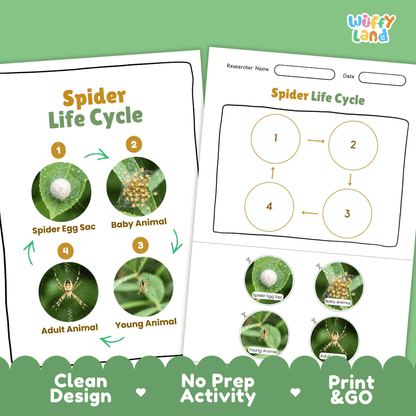 Spider Life Cycle Poster and Cut and Paste Activity Worksheets