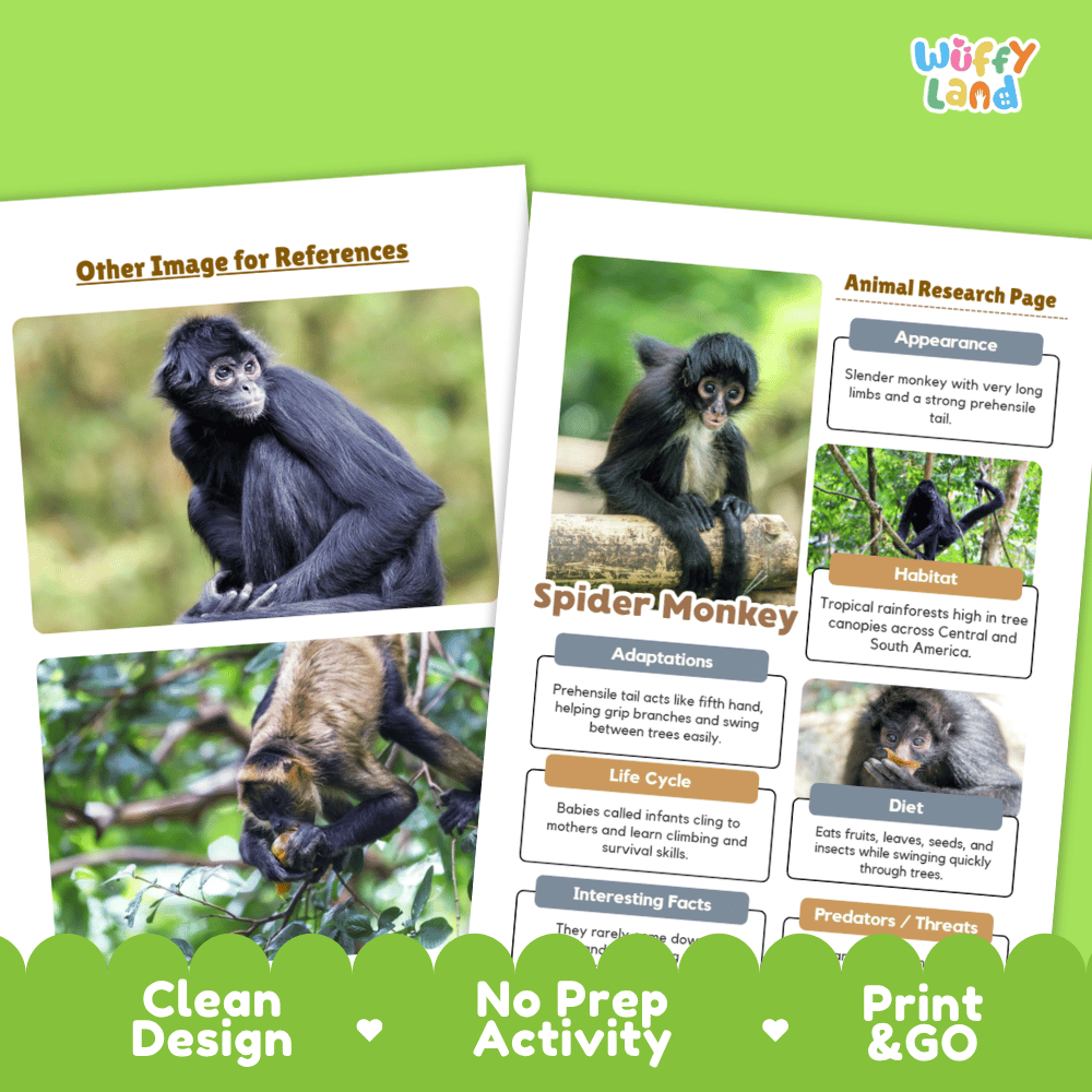 Spider Monkey Animal Research Worksheets and Informational Fact Sheets