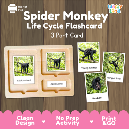 Spider Monkey Life Cycle Flashcard set by Wiffy Land, featuring a 3-part wooden card tray with photos of adult, young, and newborn spider monkeys on a wood-grain background.