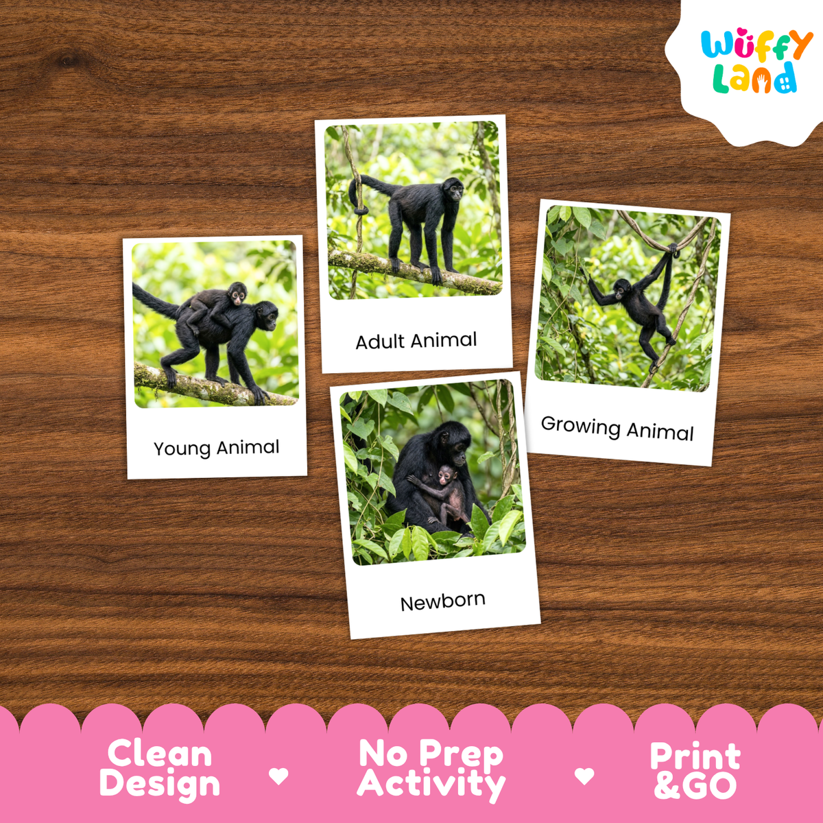 Four printed animal identification cards showing black monkeys in different life stages, arranged on a brown wood surface. The cards read 'Young Animal,' 'Adult Animal,' 'Growing Animal,' and 'Newborn.