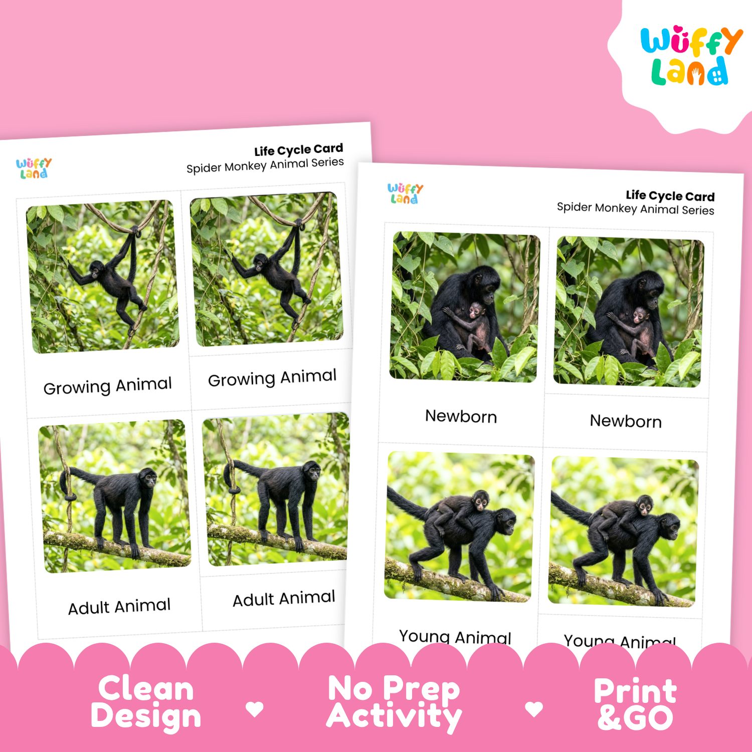 Two printed life cycle cards for spider monkey animal series shown on a pink background, with the Wuffy Land logo and marketing text 'Clean Design', 'No Prep Activity', and 'Print & GO'. The cards contain labeled photos of spider monkeys in different life stages.