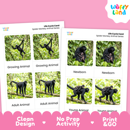 Two printed life cycle cards for spider monkey animal series shown on a pink background, with the Wuffy Land logo and marketing text 'Clean Design', 'No Prep Activity', and 'Print & GO'. The cards contain labeled photos of spider monkeys in different life stages.