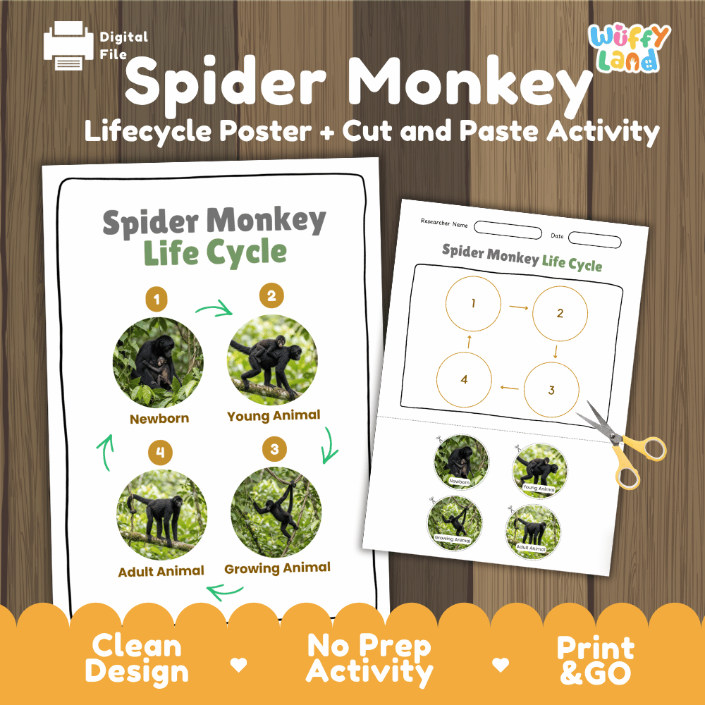 Spider Monkey Life Cycle Poster and Cut and Paste Activity Worksheets