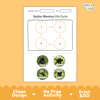 Spider Monkey Life Cycle Poster and Cut and Paste Activity Worksheets